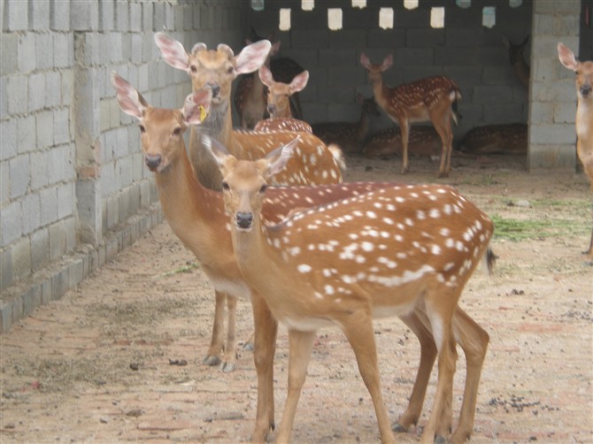 山东梅花鹿养殖基地