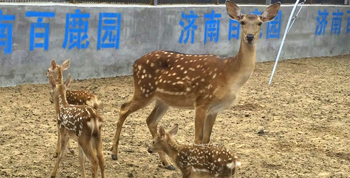 山东梅花鹿养殖基地